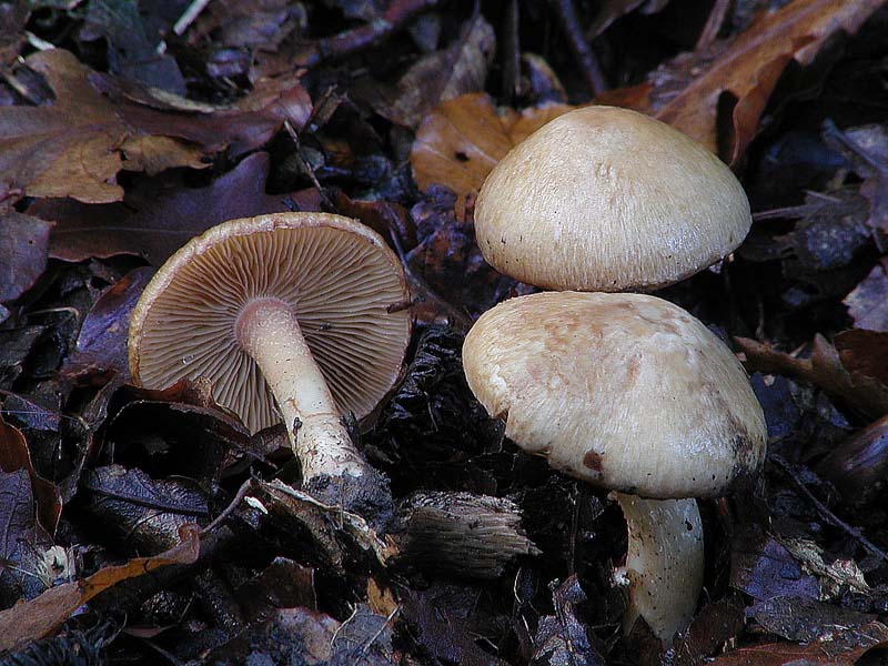 Cortinari nebrodensi (1� gruppo)